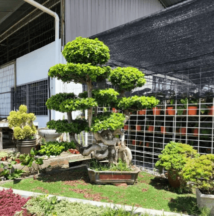 Bonsai Tree Suppliers: How to Find the Best Wholesale Nursery for Quality Landscape Plants